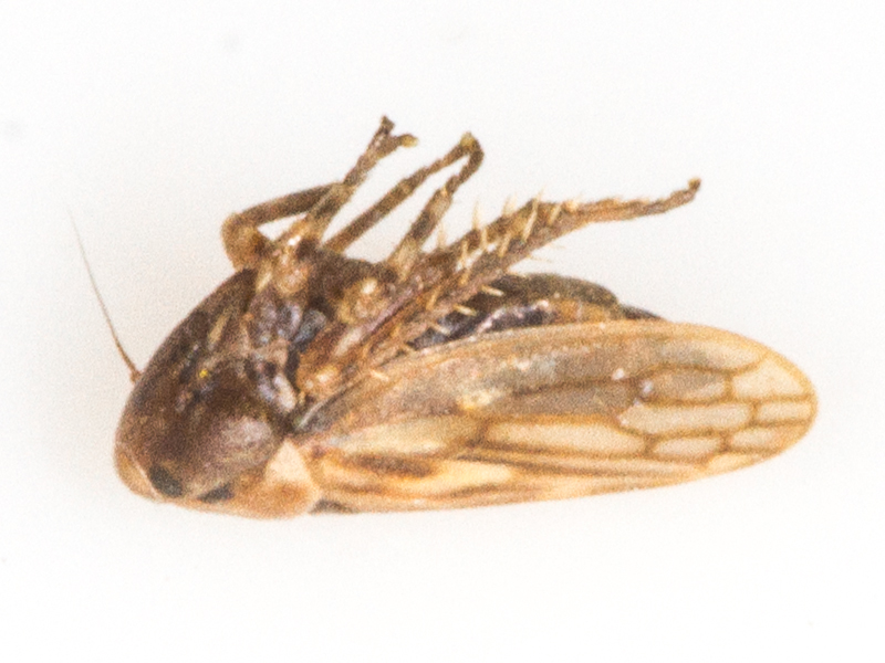 Anaceratagallia ribauti